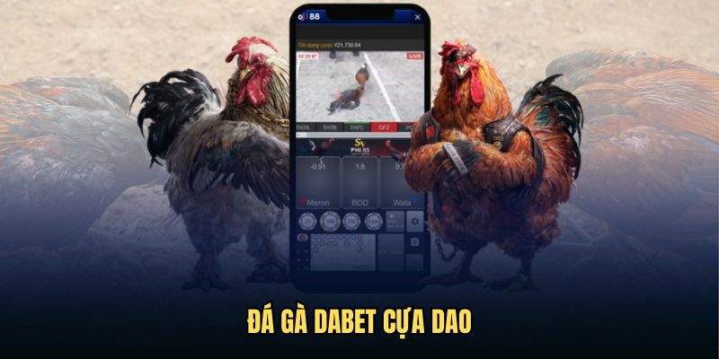 Đá gà Dabet cựa dao