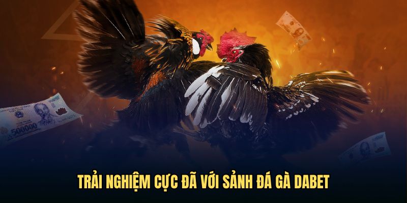 Trải nghiệm cực đã với sảnh đá gà Dabet